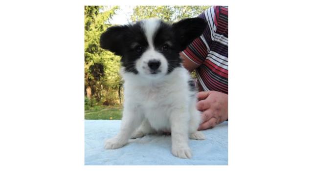 Puppies of papillon in Bon Plaisir Kennel Puppies of papillon in Bon Plaisir Kennel