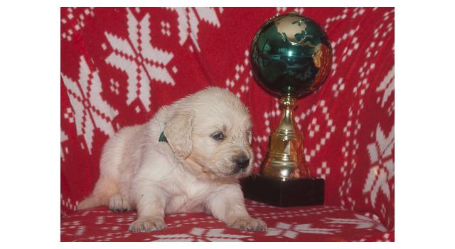 Щенки папийона (папильона) в питомнике Бон Плезир Щенки папийона (папильона) в питомнике Бон Плезир