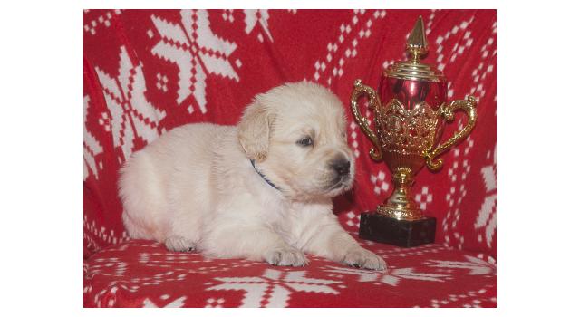Щенки папийона (папильона) в питомнике Бон Плезир Щенки папийона (папильона) в питомнике Бон Плезир
