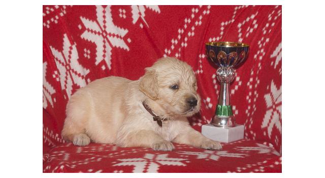 Щенки папийона (папильона) в питомнике Бон Плезир Щенки папийона (папильона) в питомнике Бон Плезир