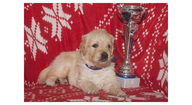 Щенки папийона (папильона) в питомнике Бон Плезир Щенки папийона (папильона) в питомнике Бон Плезир