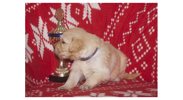 Щенки папийона (папильона) в питомнике Бон Плезир Щенки папийона (папильона) в питомнике Бон Плезир