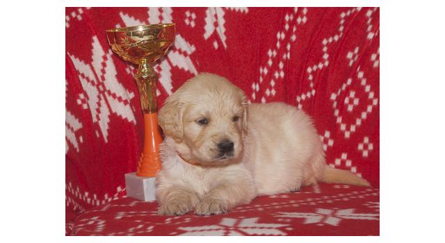 Щенки папийона (папильона) в питомнике Бон Плезир Щенки папийона (папильона) в питомнике Бон Плезир