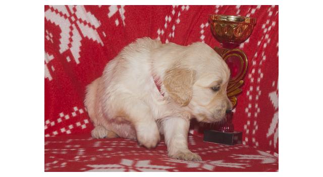 Щенки папийона (папильона) в питомнике Бон Плезир Щенки папийона (папильона) в питомнике Бон Плезир