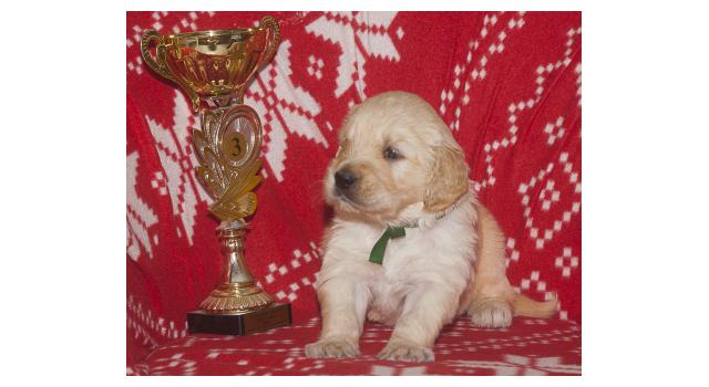 Щенки папийона (папильона) в питомнике Бон Плезир Щенки папийона (папильона) в питомнике Бон Плезир