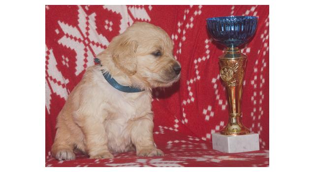 Щенки папийона (папильона) в питомнике Бон Плезир Щенки папийона (папильона) в питомнике Бон Плезир