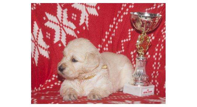Щенки папийона (папильона) в питомнике Бон Плезир Щенки папийона (папильона) в питомнике Бон Плезир