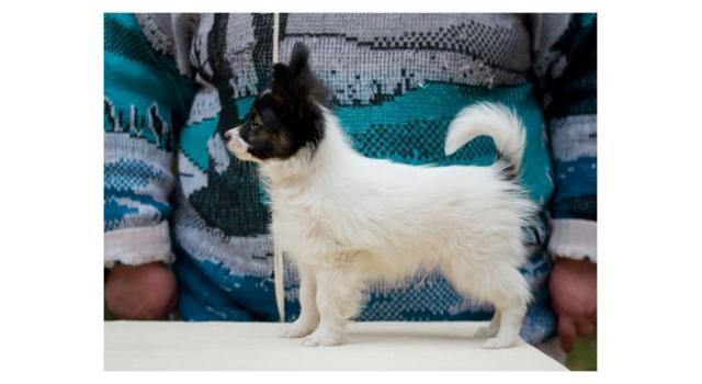 Puppies of papillon in Bon Plaisir Kennel Puppies of papillon in Bon Plaisir Kennel