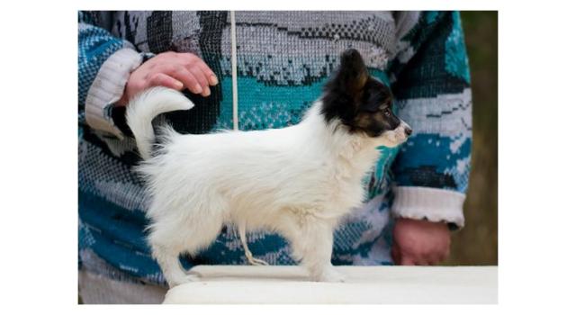 Puppies of papillon in Bon Plaisir Kennel Puppies of papillon in Bon Plaisir Kennel