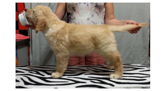 Щенки папийона (папильона) в питомнике Бон Плезир Щенки папийона (папильона) в питомнике Бон Плезир