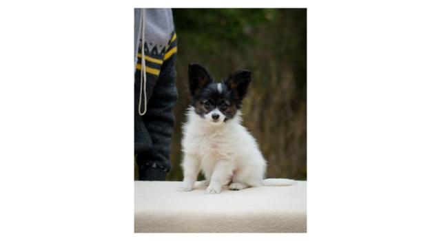Puppies of papillon in Bon Plaisir Kennel Puppies of papillon in Bon Plaisir Kennel