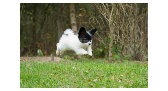 Puppies of papillon in Bon Plaisir Kennel Puppies of papillon in Bon Plaisir Kennel