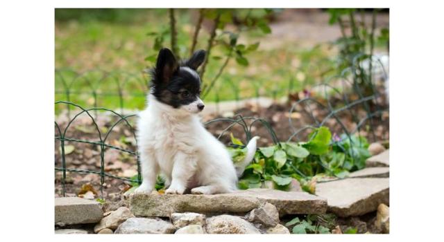 Puppies of papillon in Bon Plaisir Kennel Puppies of papillon in Bon Plaisir Kennel