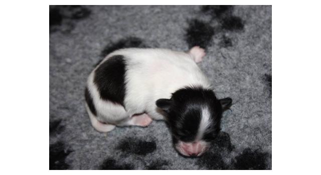 Щенки папийона (папильона) в питомнике Бон Плезир Щенки папийона (папильона) в питомнике Бон Плезир