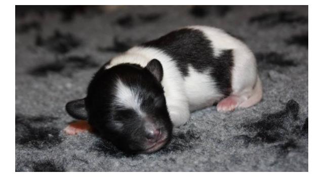 Щенки папийона (папильона) в питомнике Бон Плезир Щенки папийона (папильона) в питомнике Бон Плезир