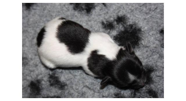 Щенки папийона (папильона) в питомнике Бон Плезир Щенки папийона (папильона) в питомнике Бон Плезир