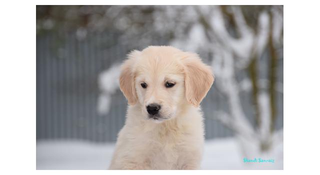 Щенки папийона (папильона) в питомнике Бон Плезир Щенки папийона (папильона) в питомнике Бон Плезир