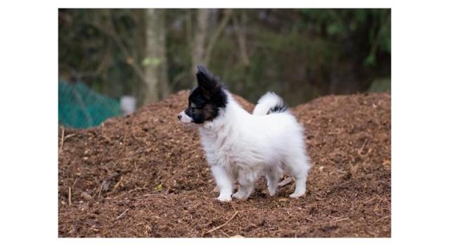 Puppies of papillon in Bon Plaisir Kennel Puppies of papillon in Bon Plaisir Kennel