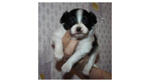 Щенки папийона (папильона) в питомнике Бон Плезир Щенки папийона (папильона) в питомнике Бон Плезир