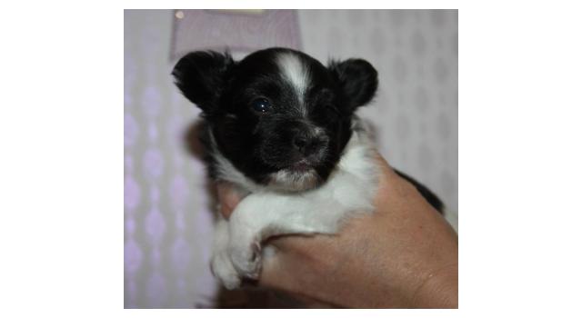 Щенки папийона (папильона) в питомнике Бон Плезир Щенки папийона (папильона) в питомнике Бон Плезир