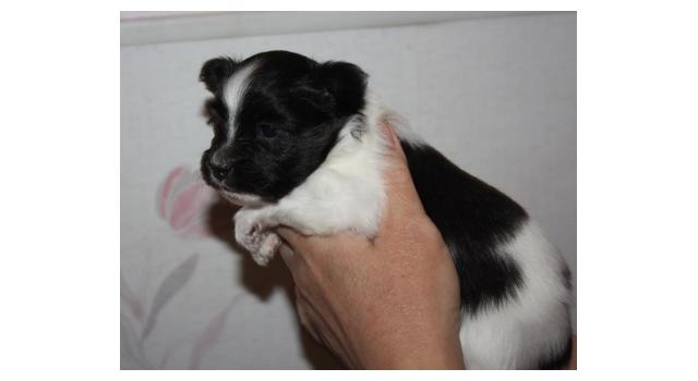 Щенки папийона (папильона) в питомнике Бон Плезир Щенки папийона (папильона) в питомнике Бон Плезир