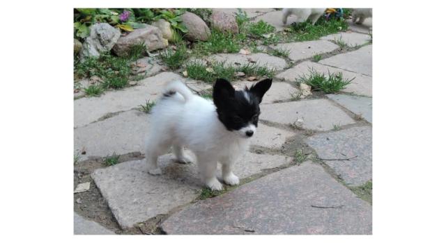 Puppies of papillon in Bon Plaisir Kennel Puppies of papillon in Bon Plaisir Kennel