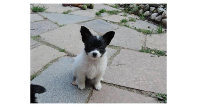Puppies of papillon in Bon Plaisir Kennel Puppies of papillon in Bon Plaisir Kennel