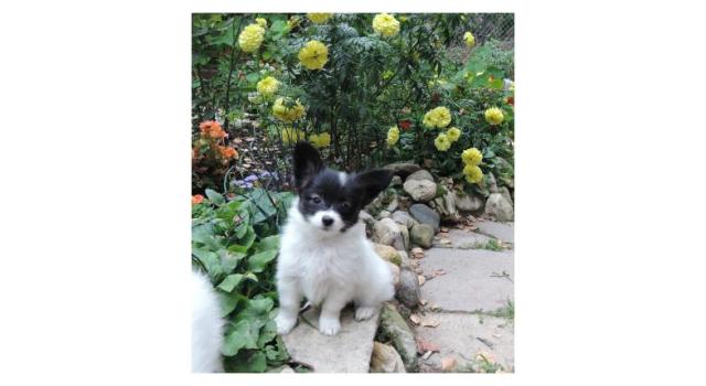 Puppies of papillon in Bon Plaisir Kennel Puppies of papillon in Bon Plaisir Kennel