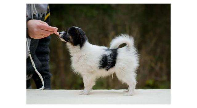 Puppies of papillon in Bon Plaisir Kennel Puppies of papillon in Bon Plaisir Kennel
