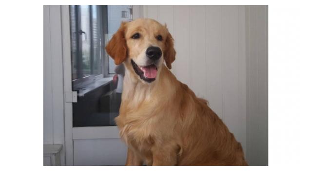 Щенки папийона (папильона) в питомнике Бон Плезир Щенки папийона (папильона) в питомнике Бон Плезир