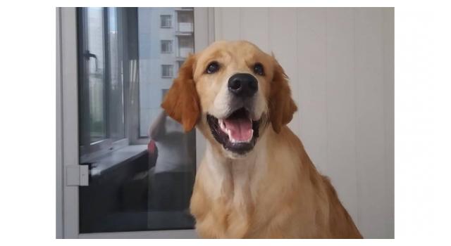 Щенки папийона (папильона) в питомнике Бон Плезир Щенки папийона (папильона) в питомнике Бон Плезир