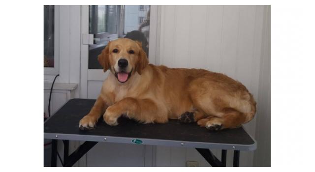 Щенки папийона (папильона) в питомнике Бон Плезир Щенки папийона (папильона) в питомнике Бон Плезир