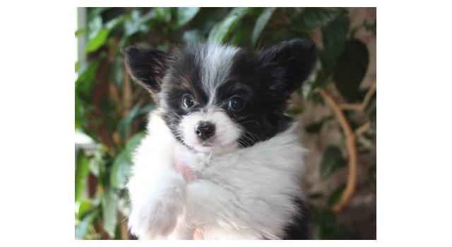Щенки папийона (папильона) в питомнике Бон Плезир Щенки папийона (папильона) в питомнике Бон Плезир