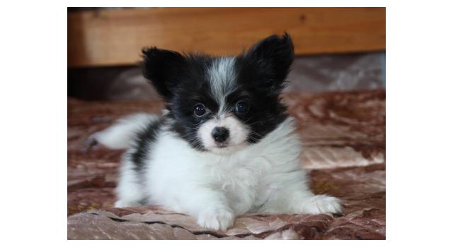 Щенки папийона (папильона) в питомнике Бон Плезир Щенки папийона (папильона) в питомнике Бон Плезир