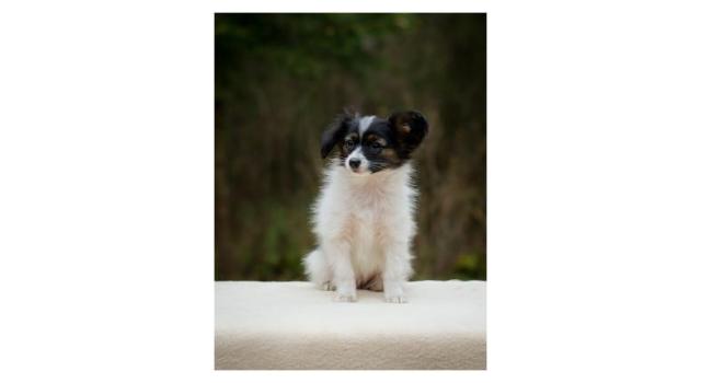 Puppies of papillon in Bon Plaisir Kennel Puppies of papillon in Bon Plaisir Kennel