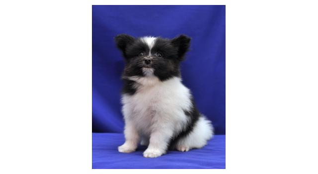 Щенки папийона (папильона) в питомнике Бон Плезир Щенки папийона (папильона) в питомнике Бон Плезир