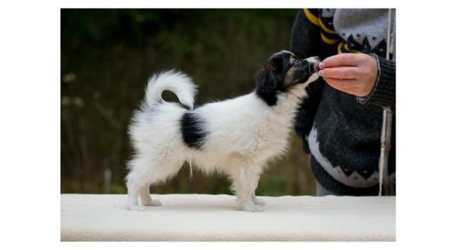 Puppies of papillon in Bon Plaisir Kennel Puppies of papillon in Bon Plaisir Kennel