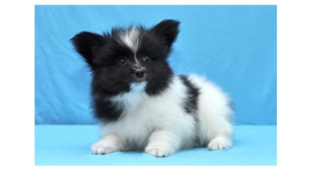 Щенки папийона (папильона) в питомнике Бон Плезир Щенки папийона (папильона) в питомнике Бон Плезир