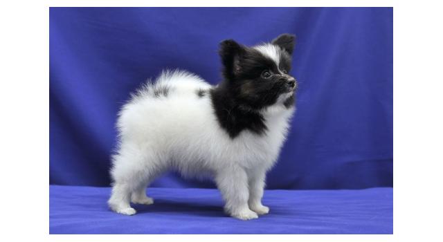 Щенки папийона (папильона) в питомнике Бон Плезир Щенки папийона (папильона) в питомнике Бон Плезир