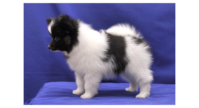 Щенки папийона (папильона) в питомнике Бон Плезир Щенки папийона (папильона) в питомнике Бон Плезир