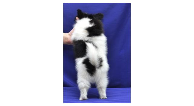 Щенки папийона (папильона) в питомнике Бон Плезир Щенки папийона (папильона) в питомнике Бон Плезир