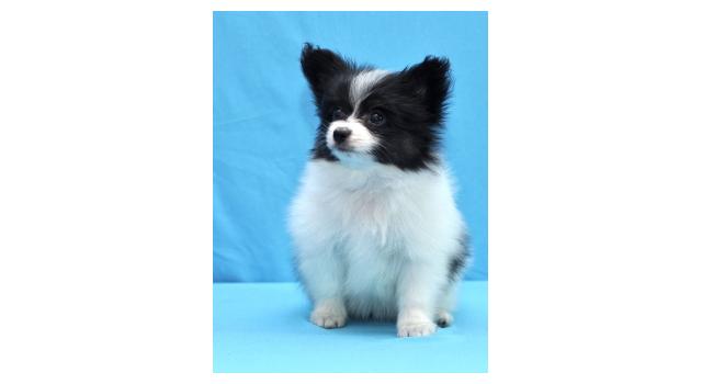 Щенки папийона (папильона) в питомнике Бон Плезир Щенки папийона (папильона) в питомнике Бон Плезир