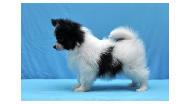 Щенки папийона (папильона) в питомнике Бон Плезир Щенки папийона (папильона) в питомнике Бон Плезир