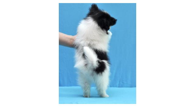 Щенки папийона (папильона) в питомнике Бон Плезир Щенки папийона (папильона) в питомнике Бон Плезир