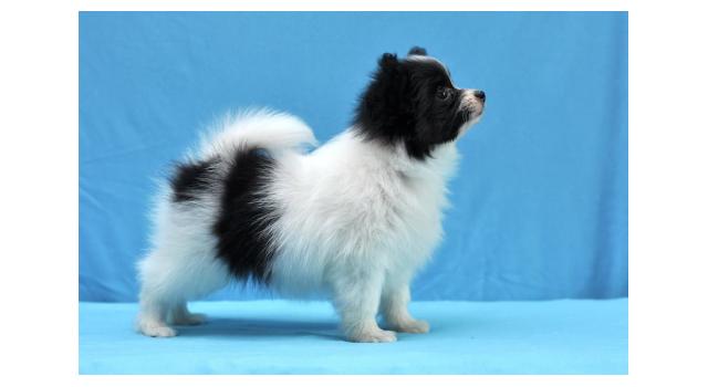 Щенки папийона (папильона) в питомнике Бон Плезир Щенки папийона (папильона) в питомнике Бон Плезир