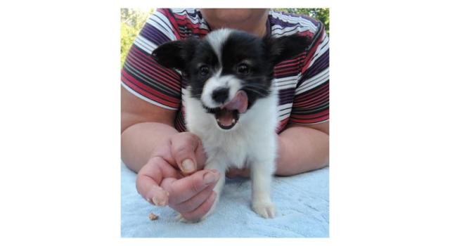 Puppies of papillon in Bon Plaisir Kennel Puppies of papillon in Bon Plaisir Kennel