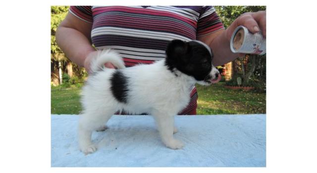 Puppies of papillon in Bon Plaisir Kennel Puppies of papillon in Bon Plaisir Kennel