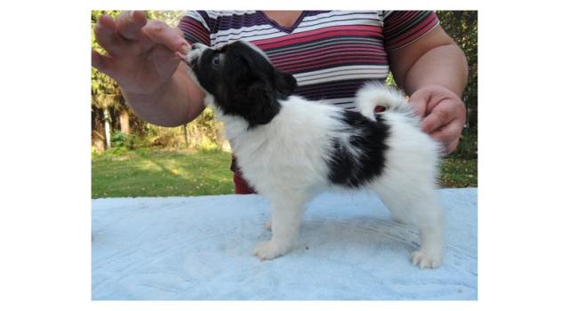 Puppies of papillon in Bon Plaisir Kennel Puppies of papillon in Bon Plaisir Kennel