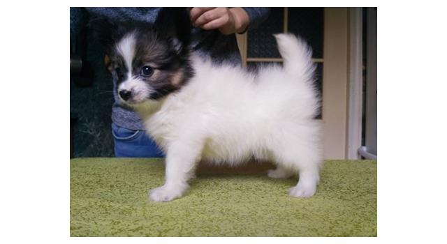 Щенки папийона (папильона) в питомнике Бон Плезир Щенки папийона (папильона) в питомнике Бон Плезир