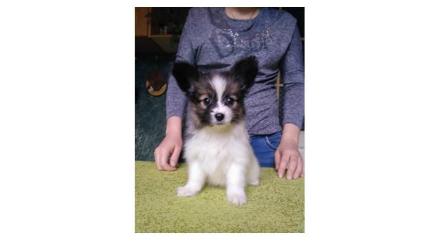 Щенки папийона (папильона) в питомнике Бон Плезир Щенки папийона (папильона) в питомнике Бон Плезир